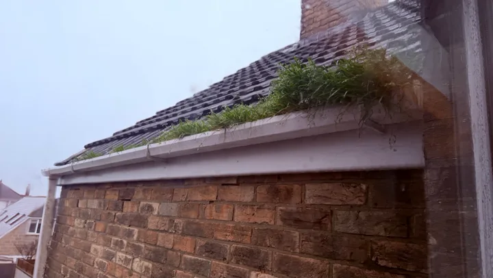 Vegetation at the gutter edge — supplied photograph